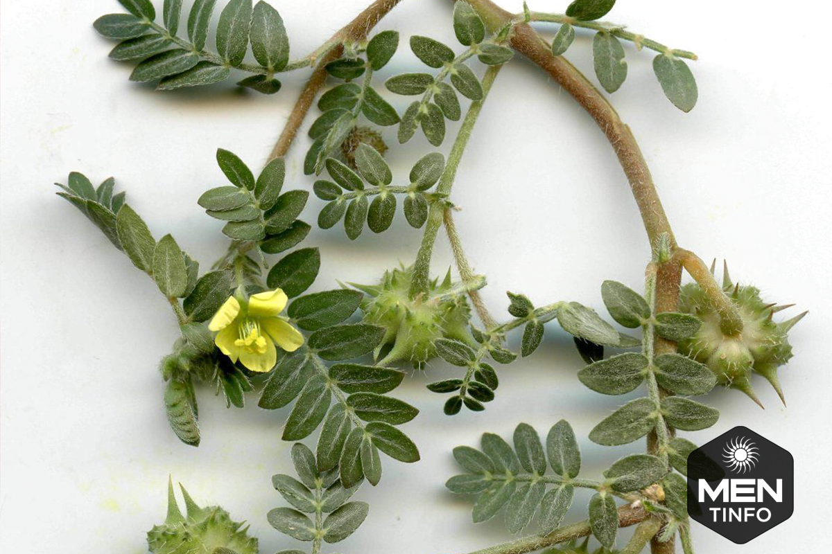 bai-thuoc-dan-gian-chua-tinh-trung-yeu3