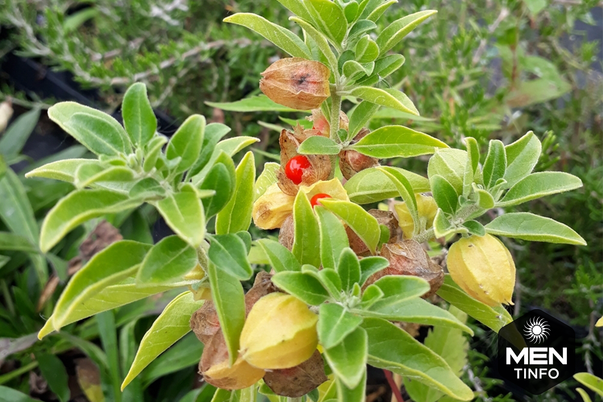 bai-thuoc-dan-gian-chua-tinh-trung-yeu4